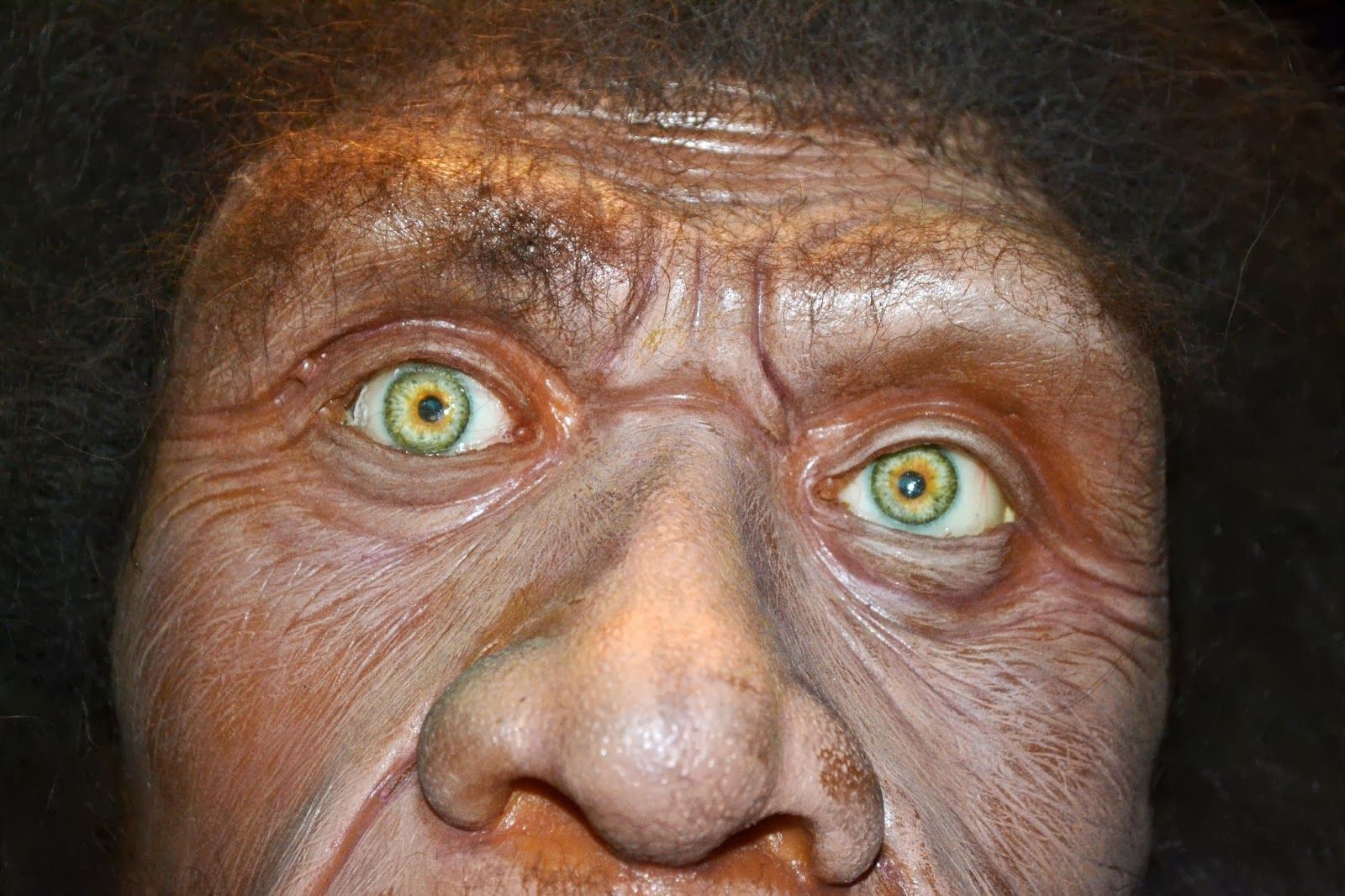 Image result from https://guardianlv.com/2013/12/human-evolution-comparison-of-various-humans-existing-prior-to-modern-man/ Image result from https://guardianlv.com/2013/12/human-evolution-comparison-of-various-humans-existing-prior-to-modern-man/
