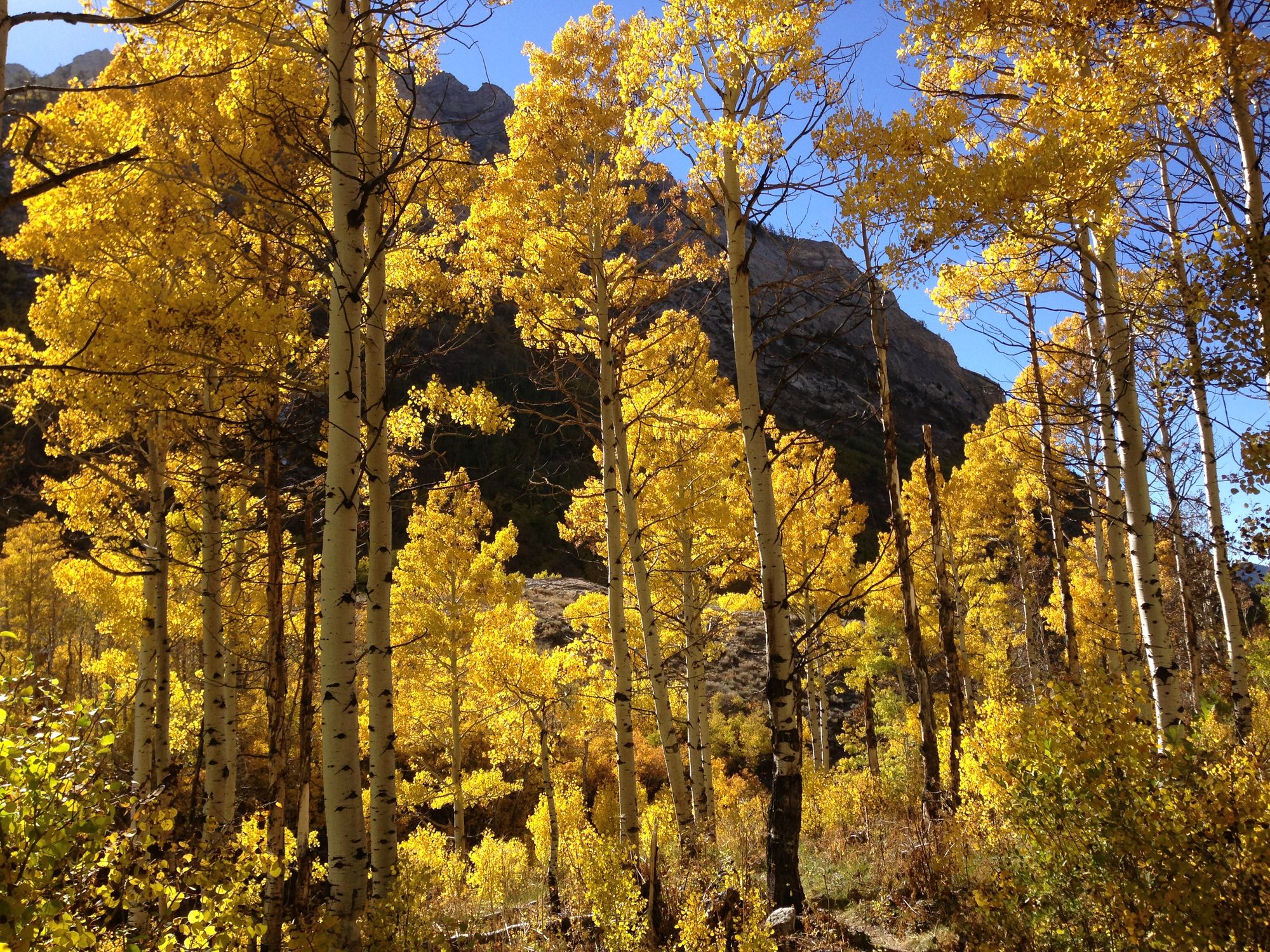 Image result from https://thriftyoutdoorsman.com/identify-use-10-common-trees-survival/ Image result from https://thriftyoutdoorsman.com/identify-use-10-common-trees-survival/