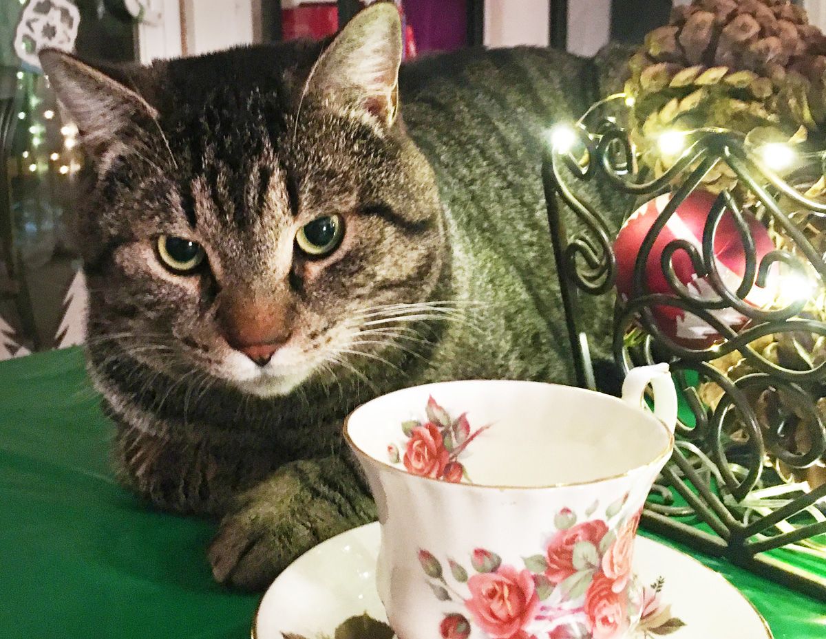 Can Cats Drink Tea? Find the Purrfect Tea for Your Feline Friend Can Cats Drink Tea? Find the Purrfect Tea for Your Feline Friend