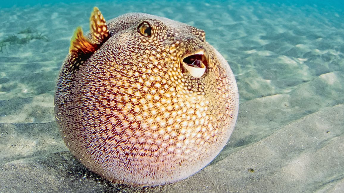 Fishy Puffer-Uppers - NWF | Ranger Rick