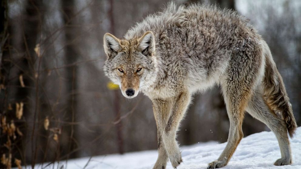 Image result for coyote Image result for coyote