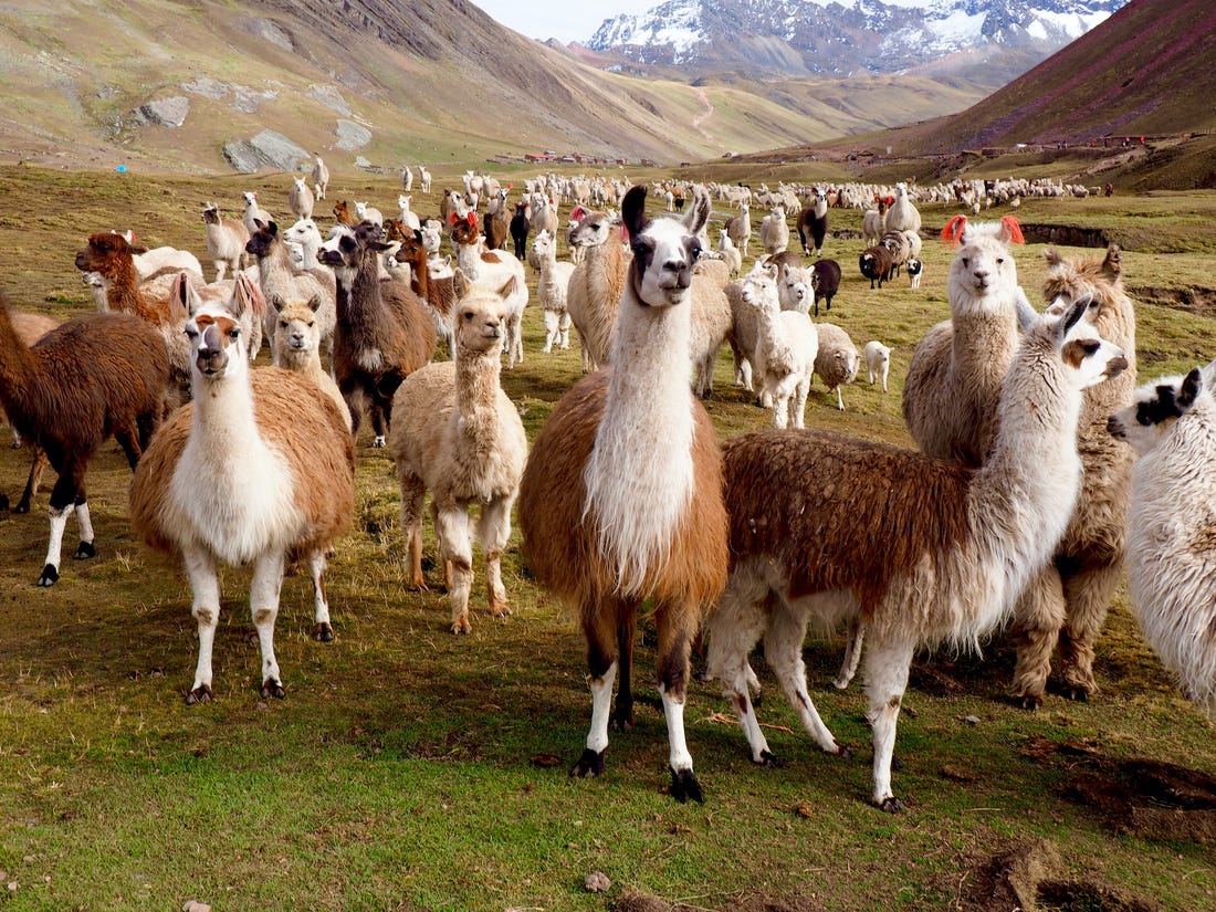 How llamas could help with antibody treatments for the coronavirus
