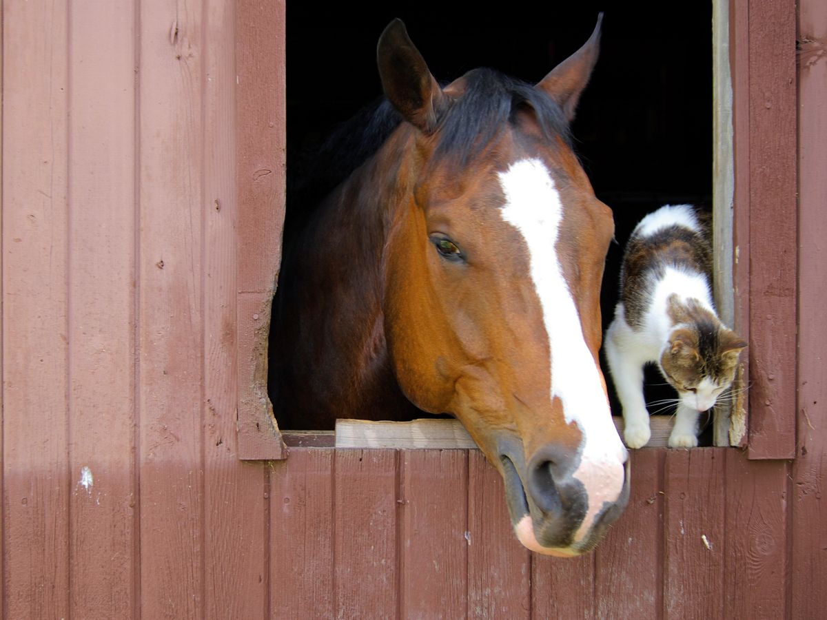 Image result from http://www.jandnfeedandseed.com/news-updates/keeping-horses-cool-in-the-summer-2014-06-2759 Image result from http://www.jandnfeedandseed.com/news-updates/keeping-horses-cool-in-the-summer-2014-06-2759