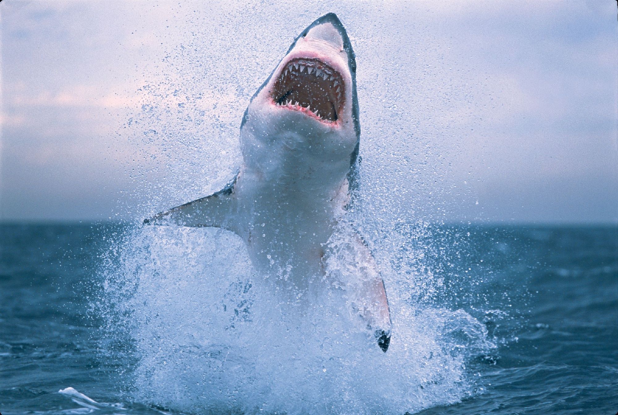 Because what great white sharks needed to be able to do was leap out of the  water to kill you. http://popcultu… | Shark photos, White sharks, Great  white shark