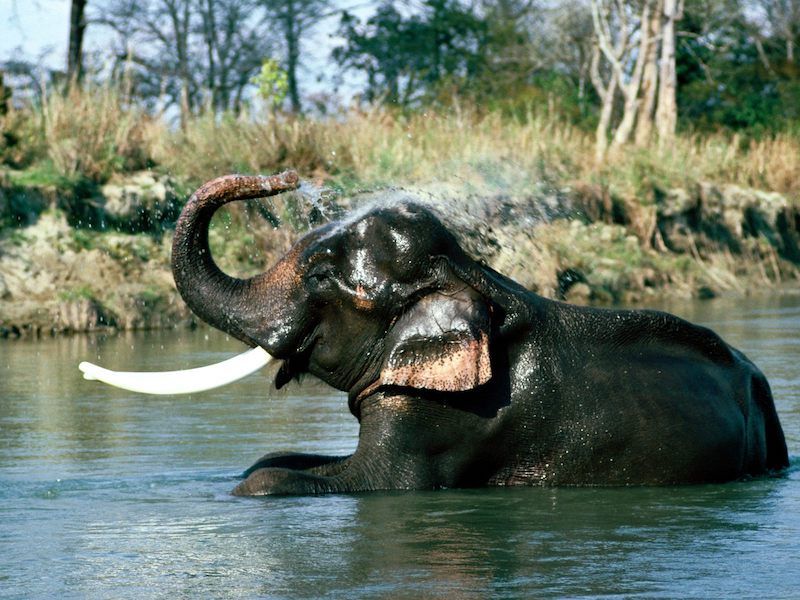 Elephants and Elbakyan
