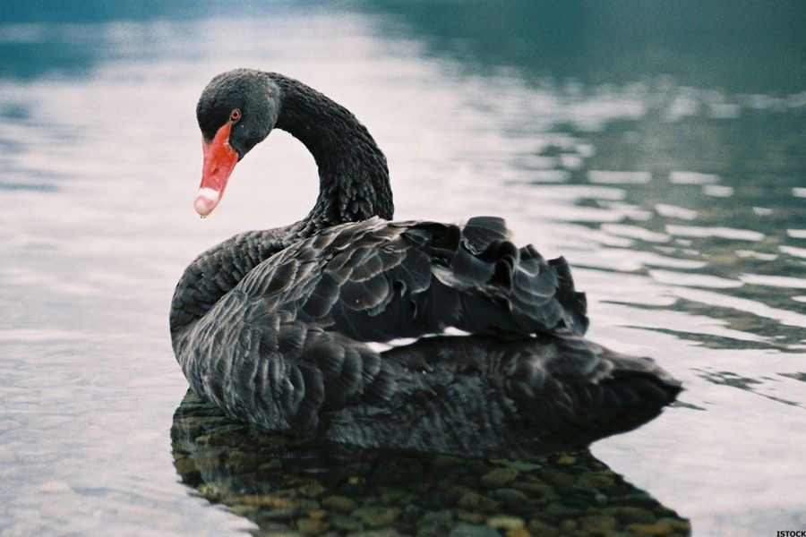The True "Black Swan" Event