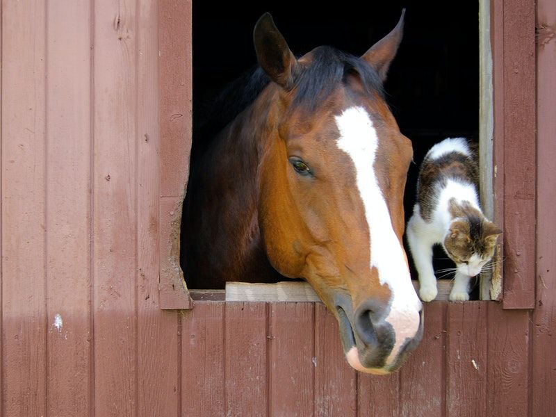 On Cats and Bags, Horses and Barns