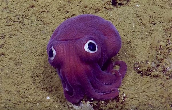 Octopus Is Ridiculous