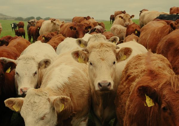 Herd Immunity & Herd Mentality